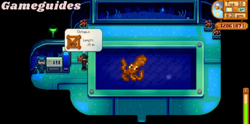 Octopus Stardew Valley